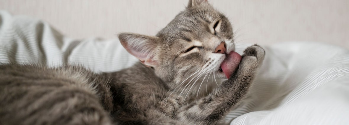 Почему кошкам важно пить воду?