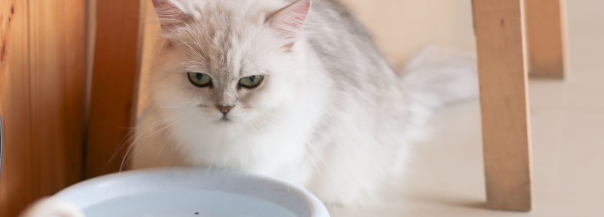 Что влияет на потребление воды кошкой?