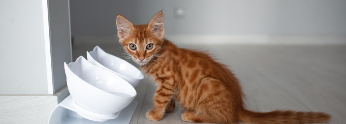 Суточная норма потребления воды для кошек и котят