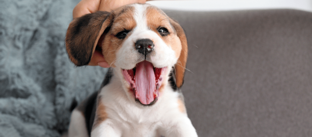 Смена зубов у щенка
