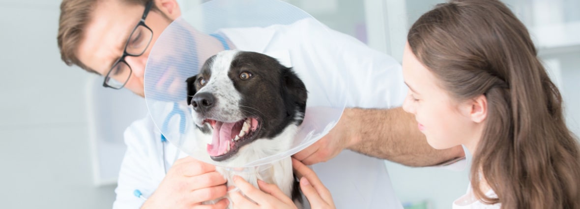 Как лечить собаку от постоянного выпадения шерсти