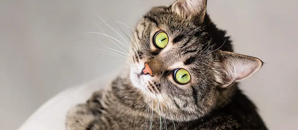 Кастрация кота: что нужно знать до операции?