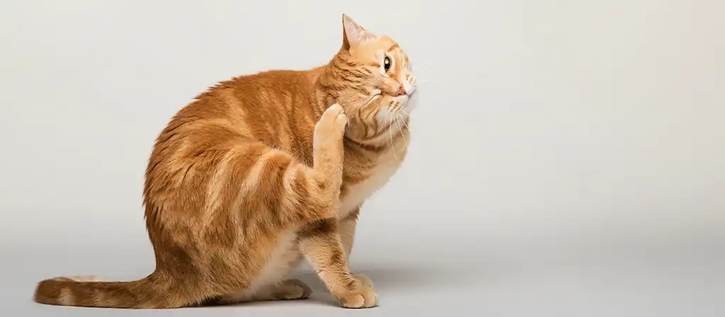 Почему кот чешет уши?