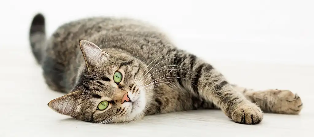 Кастрация кота: все, что нужно знать после операции