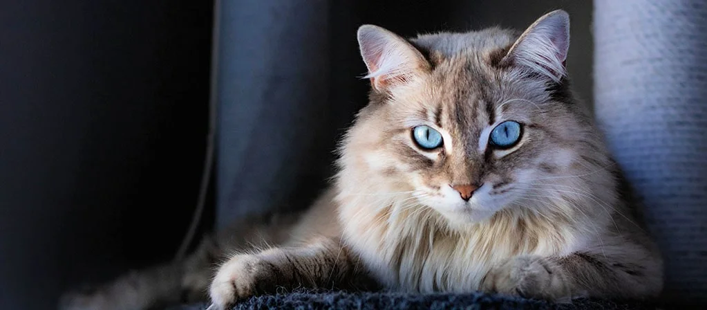 Почему у кошек светятся глаза в темноте
