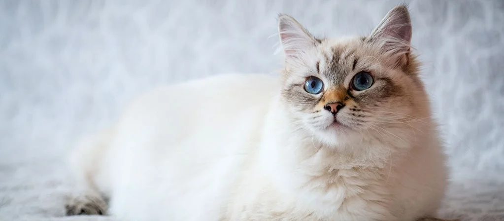 Стерилизация кошки: все, что нужно знать ДО операции