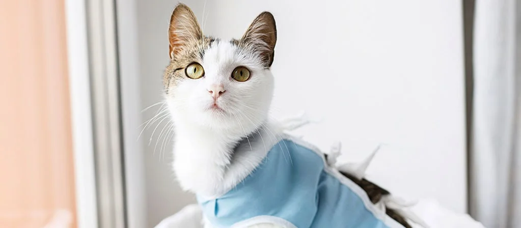 Стерилизация кошки: все, что нужно знать ПОСЛЕ операции