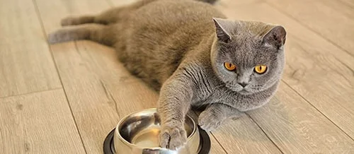 Изображение статьи