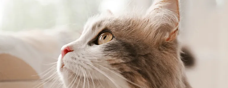 Изображение статьи