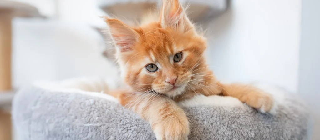 Почему у котенка гноятся глаза?