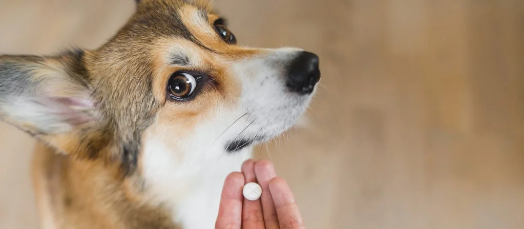 Как дать собаке таблетку?