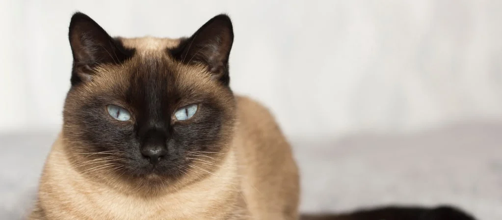 Какие витамины нужны кошкам?