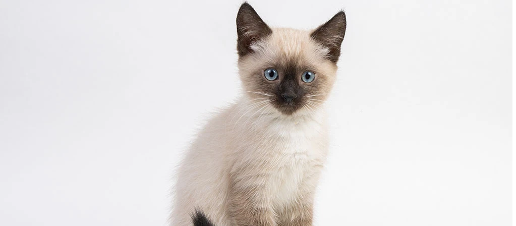 Котенок не пьет воду