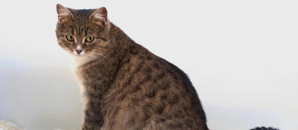 Что делать, если кошка рожает?