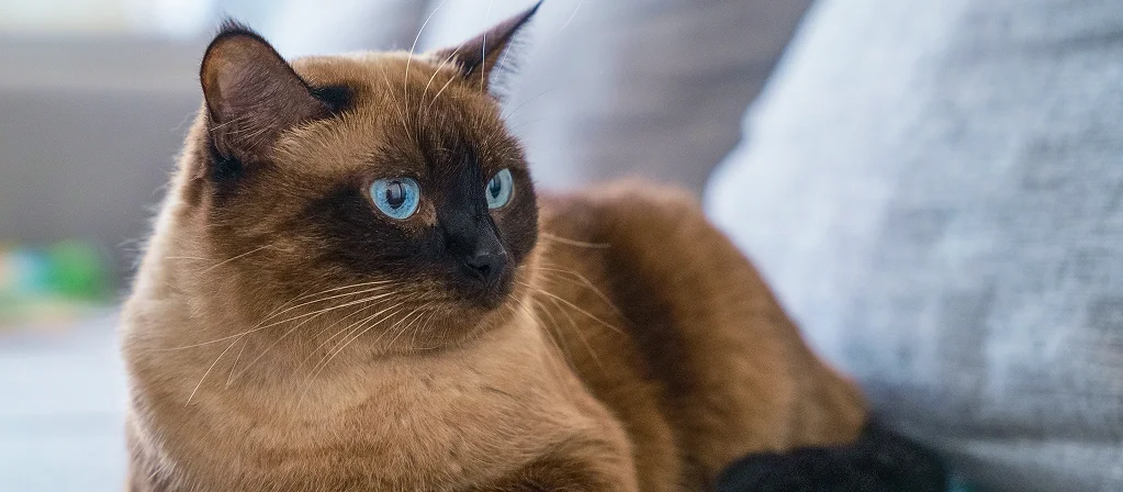 Что делать, если кошка отравилась?
