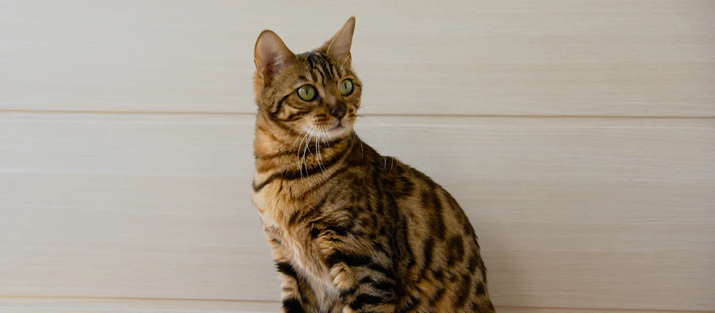 Как лечить панкреатит у кошек?