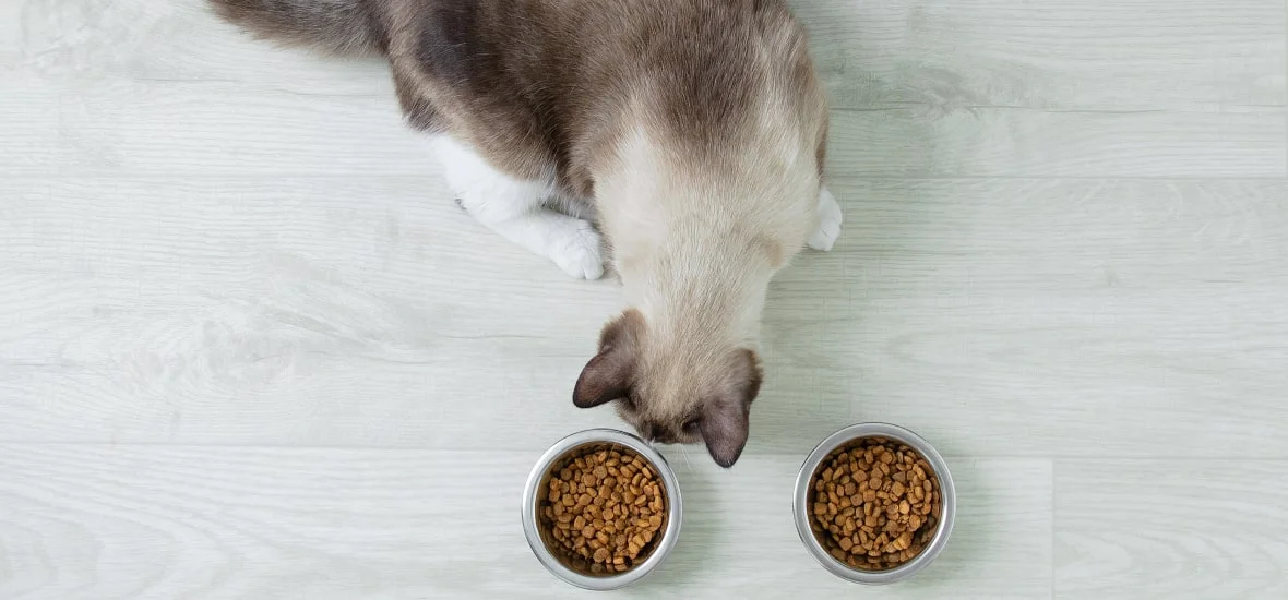 Правильное питание кошки