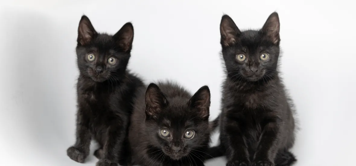 Выбор клички для черного котенка