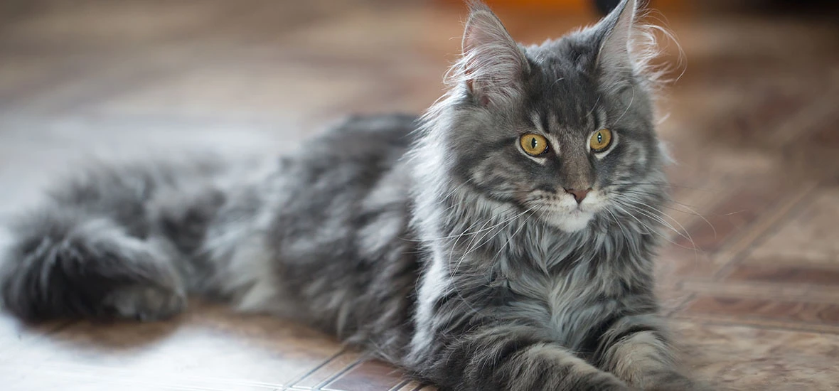 Конституция кошек