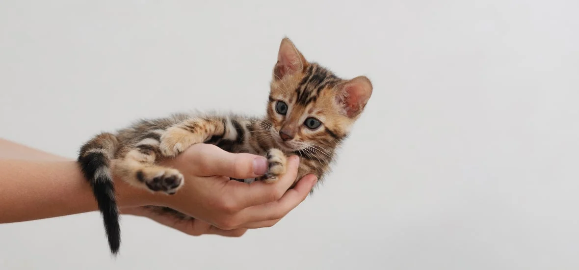 Можно ли брать котенка на руки?
