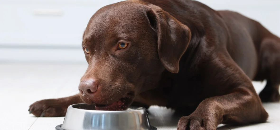 Икота из-за быстрого поглощения пищи 