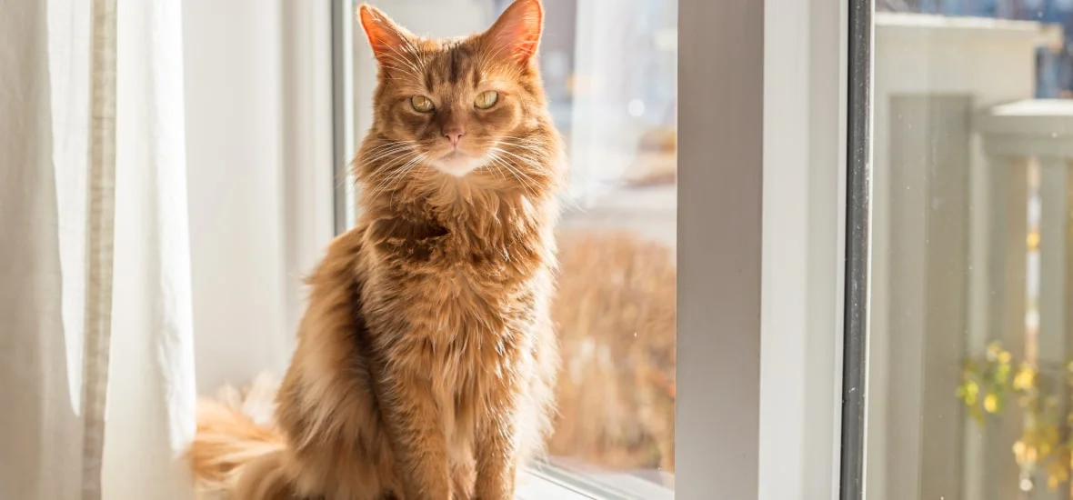 Уход за кошкой с иммунодефицитом