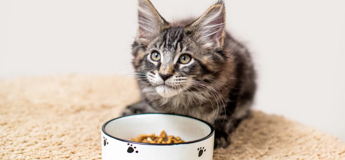 Профилактика воспалений глаз у котят