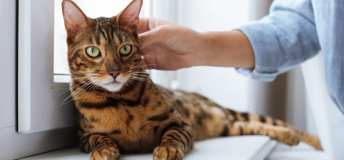 Лечение гастрита у кошки