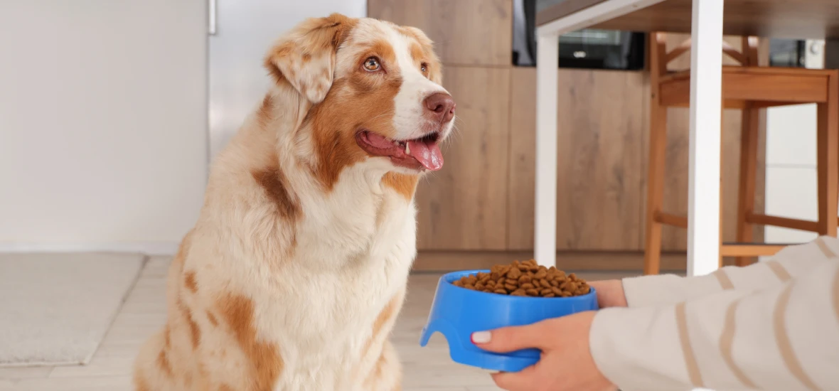 Питание собаки при сахарном диабете