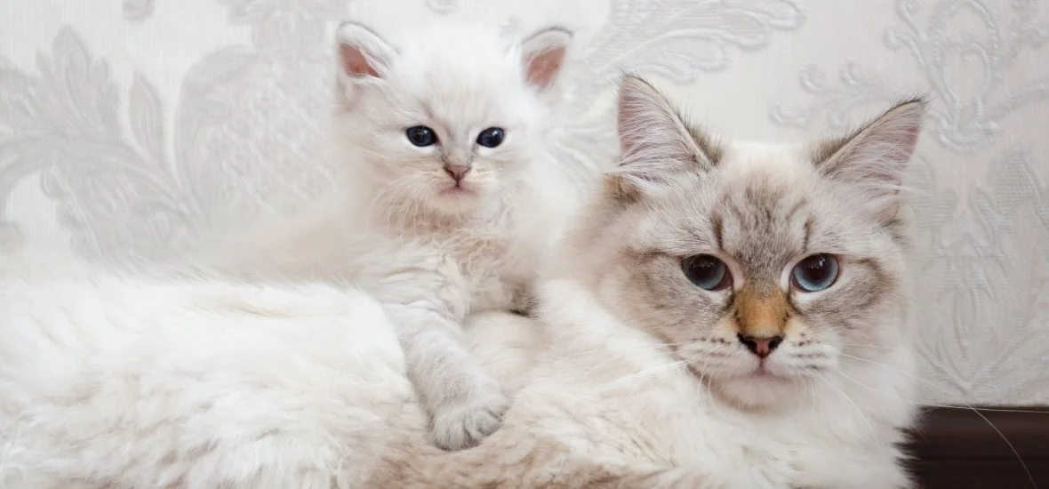 Пути заражения и передачи вируса