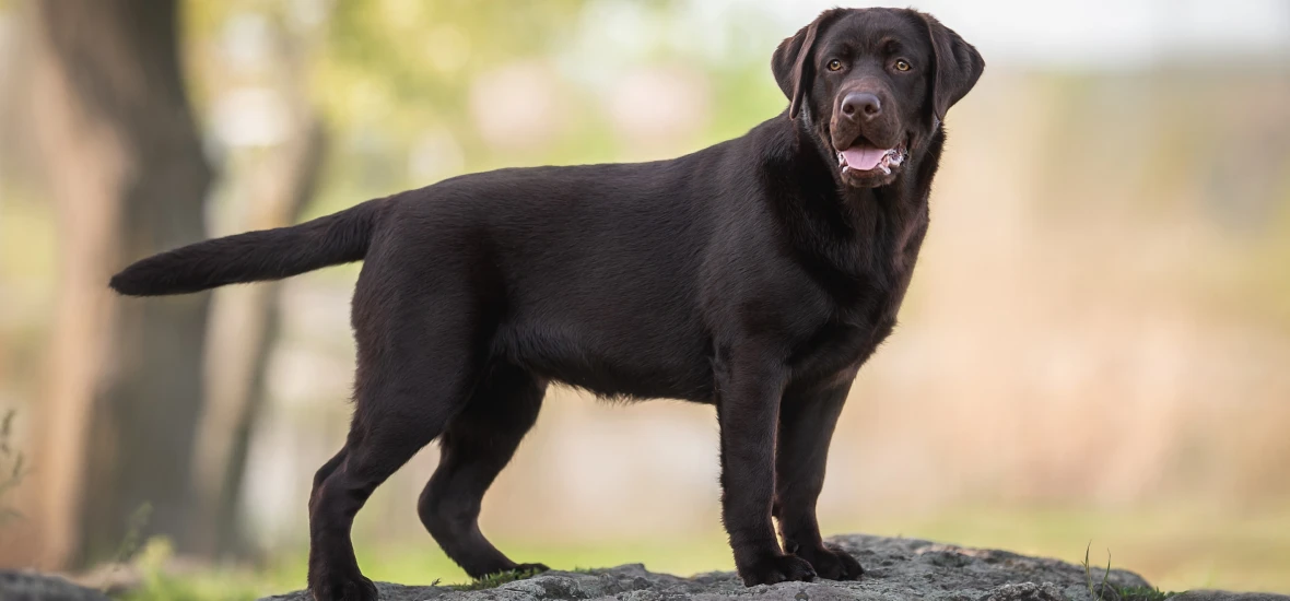 Питание собаки при сахарном диабете