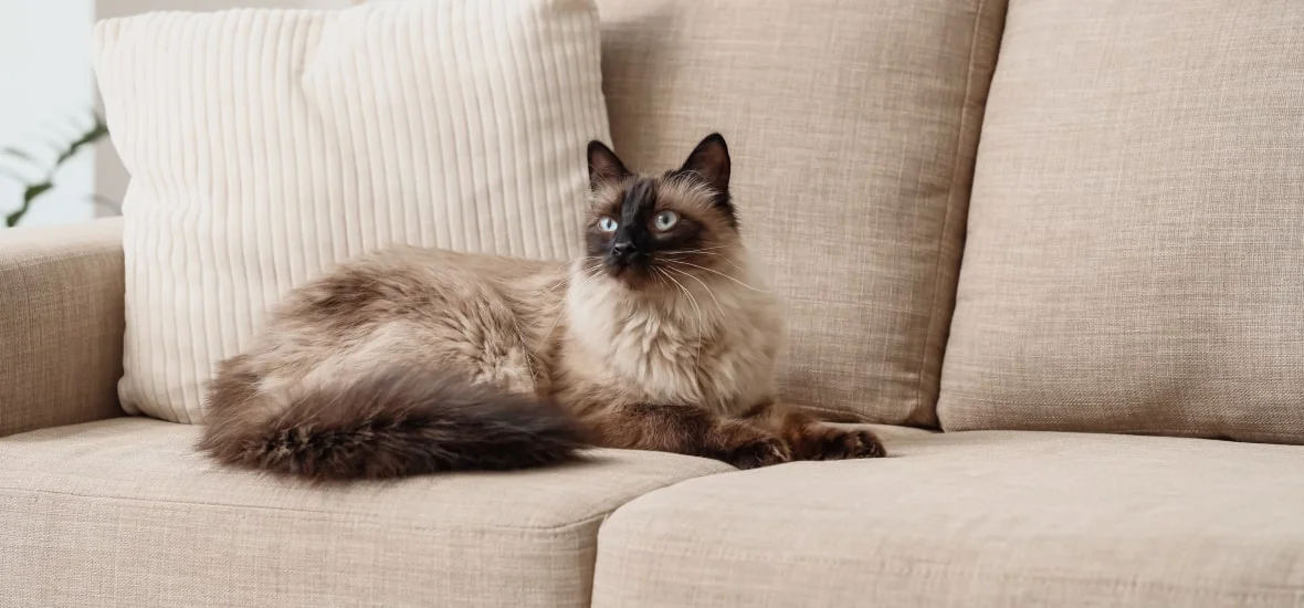 Линька у кошки