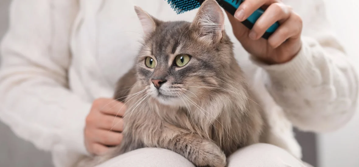 Уход за шерстью кошки