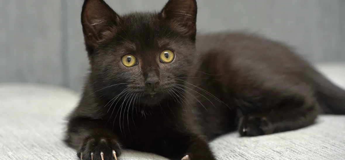 Клички для котенка по чертам характера