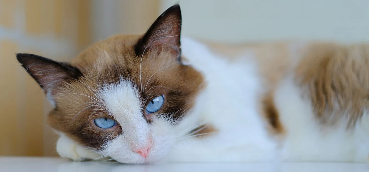 Симптомы эпилепсии