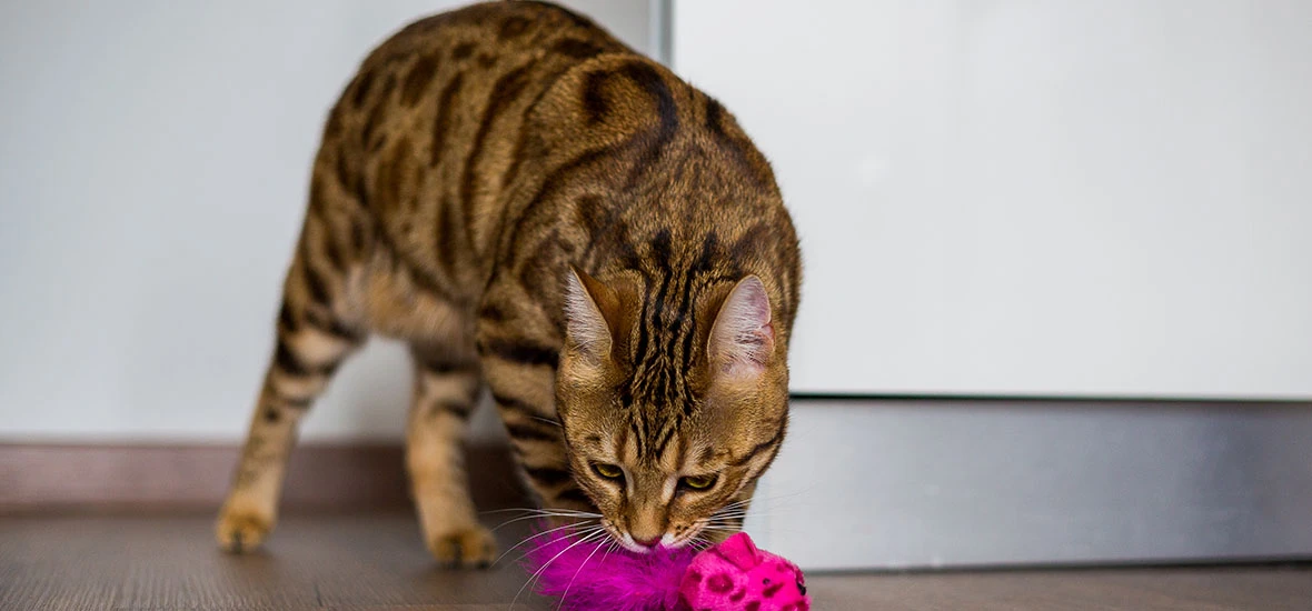 Игрушки для кошек