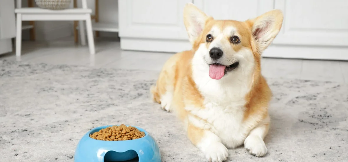 Как часто нужно чистить зубы собаке?