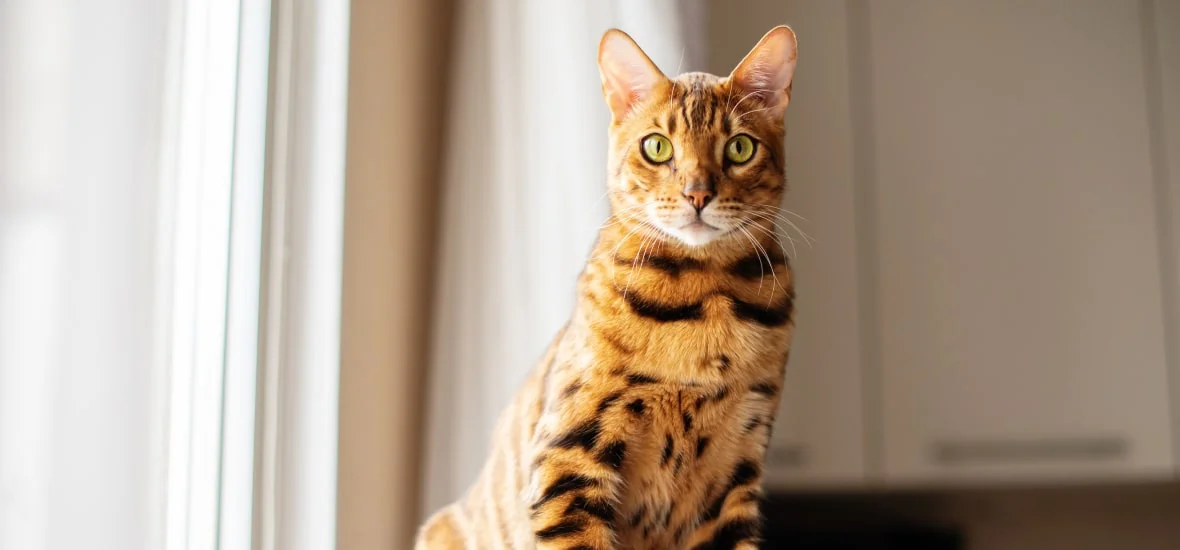 Дефицит или избыток витаминов