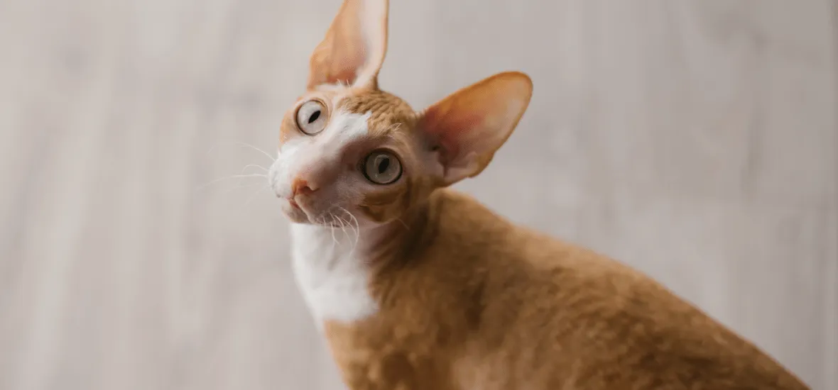 Порода корниш-рекс