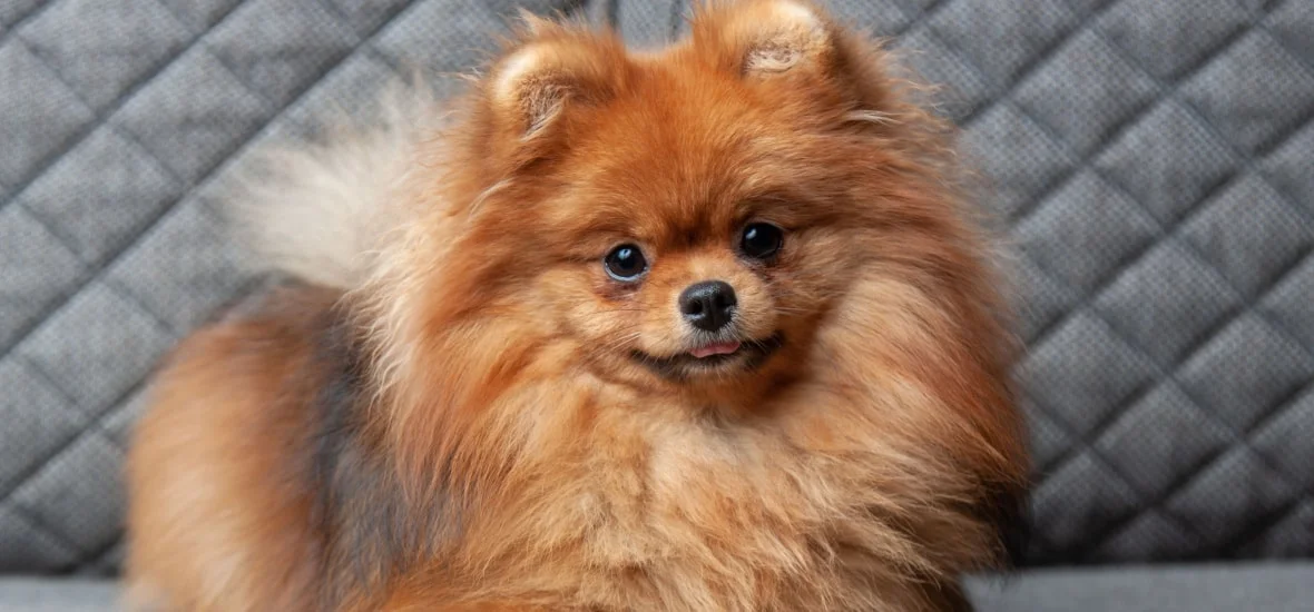 Какие цвета видят собаки?