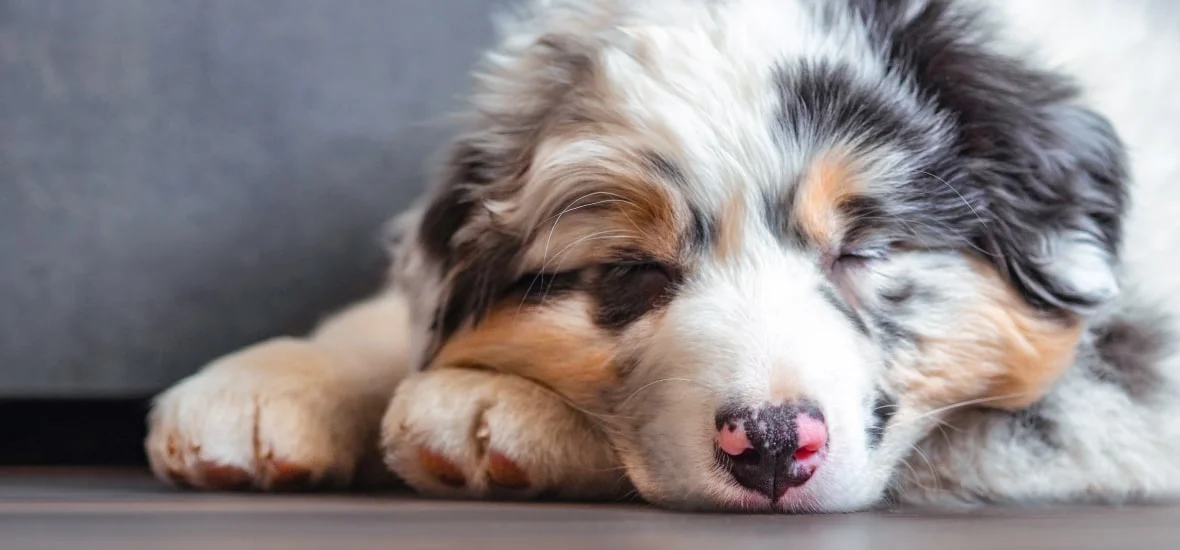 Собака икает во сне