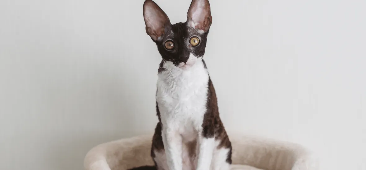 Воспитание корниш-рекса