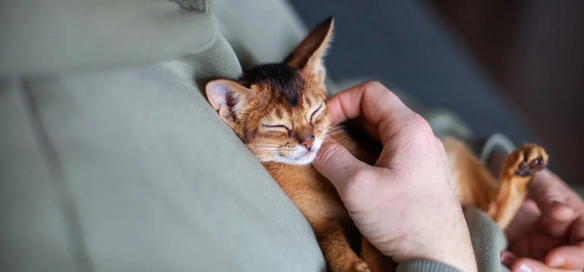 Социализация с человеком