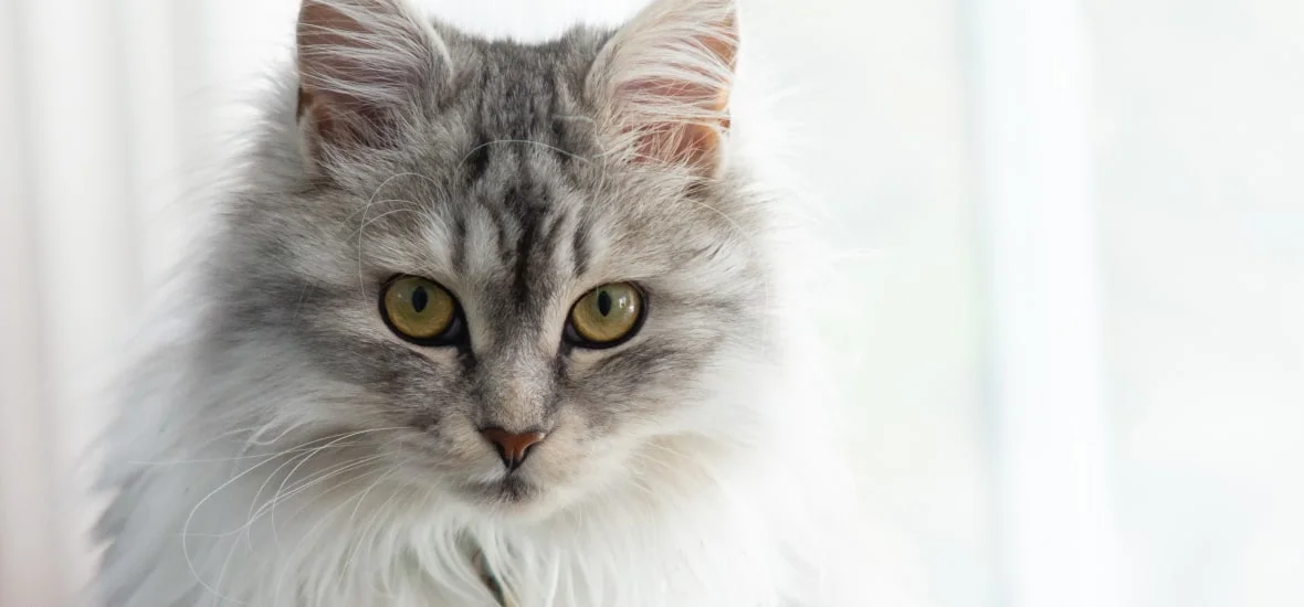 Регулярный уход за шерстью 