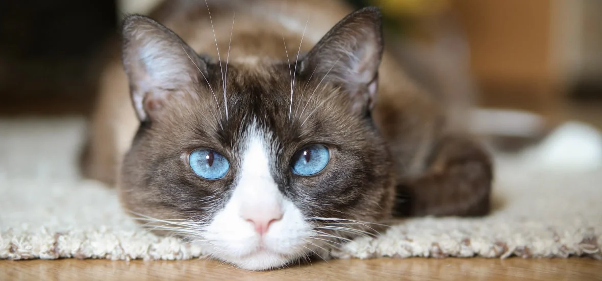 Длительность беременности у кошек