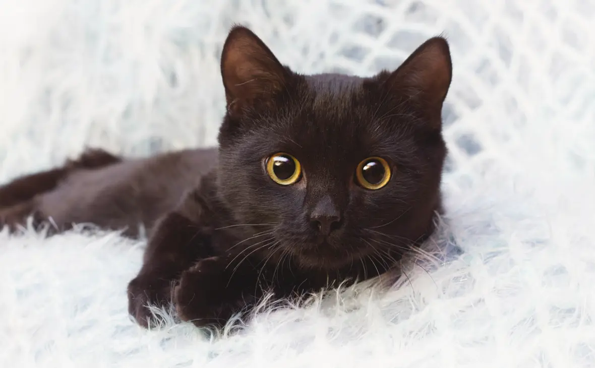 Бомбейская кошка