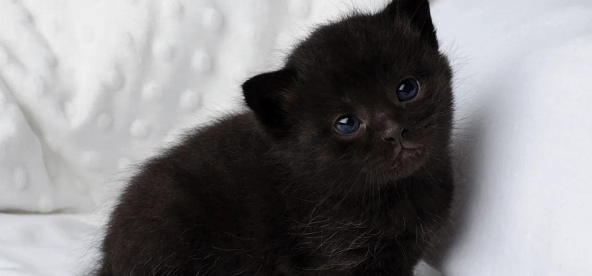 Смешные и прикольные имена для котенка