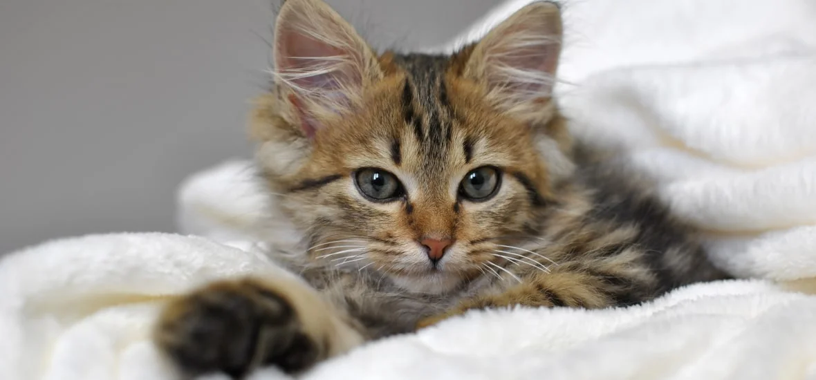 Симптомы заболеваний глаз у котят