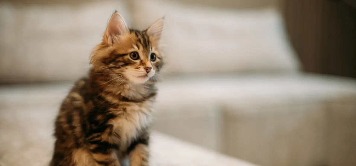 Подготовка дома к появлению котенка