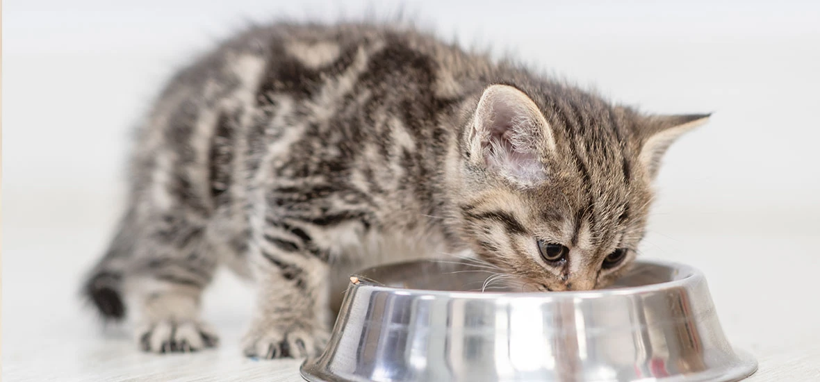 Норма потребления воды котенком